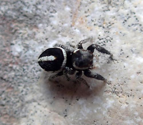 Réf. 251 072 : Pellenes geniculatus